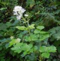 Actaea spicata